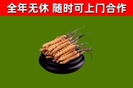 潢川回收冬虫夏草